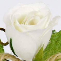 Rose con Gambo e Fiocco bianco